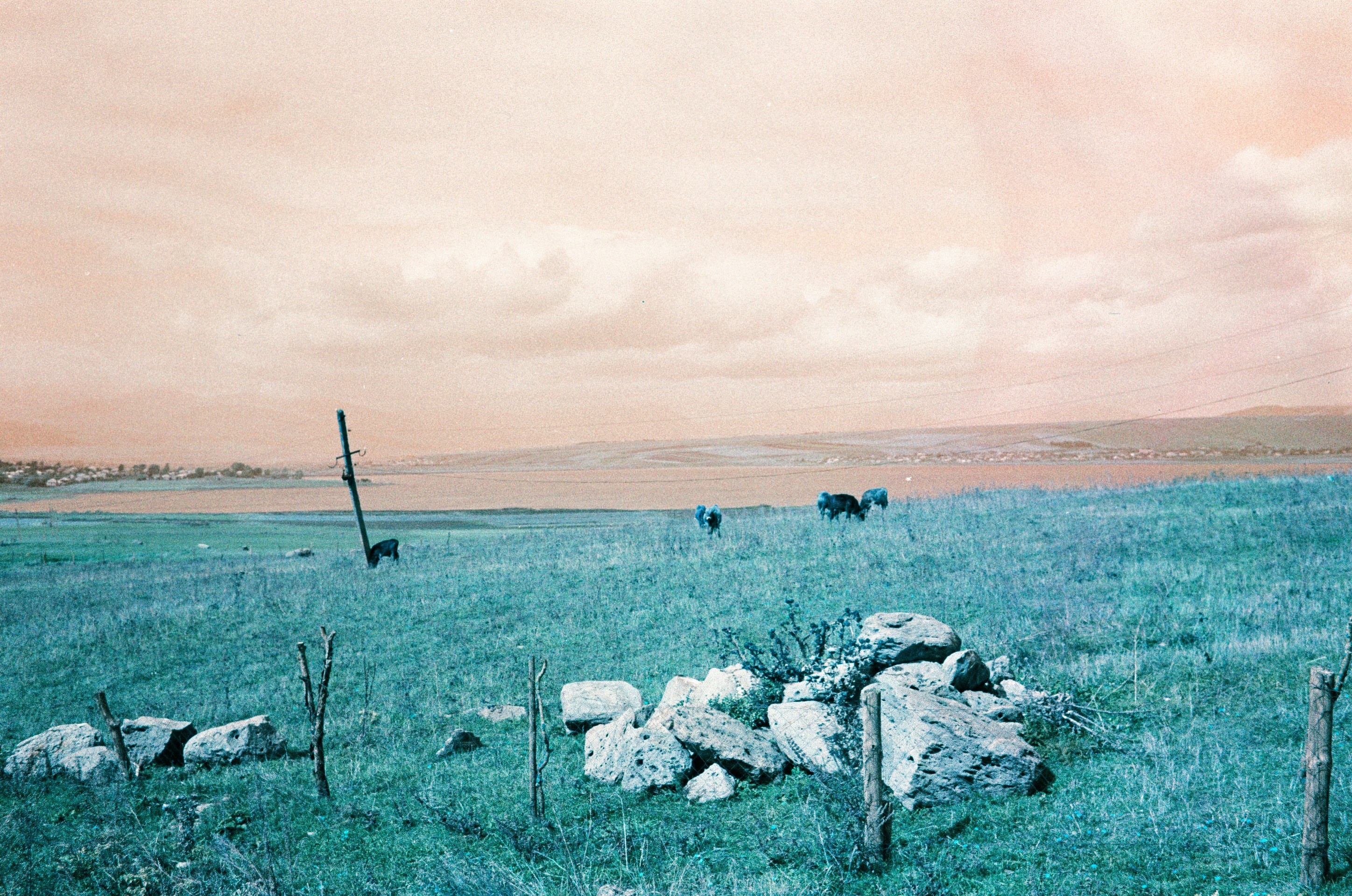 un gruppo di mucche che pascolano su un campo verde lussureggiante