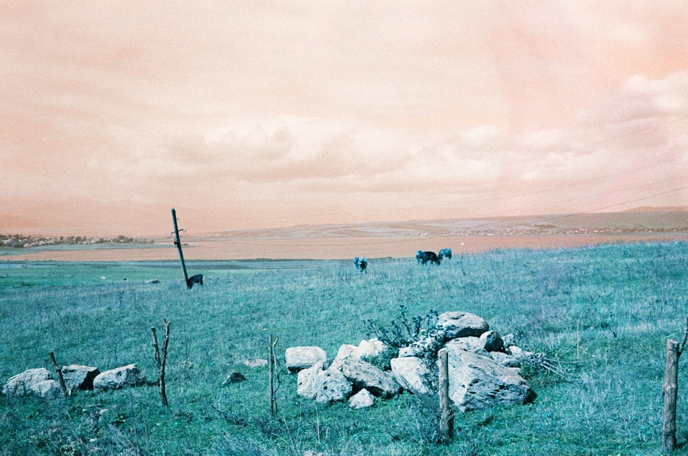 a group of cows grazing on a lush green field