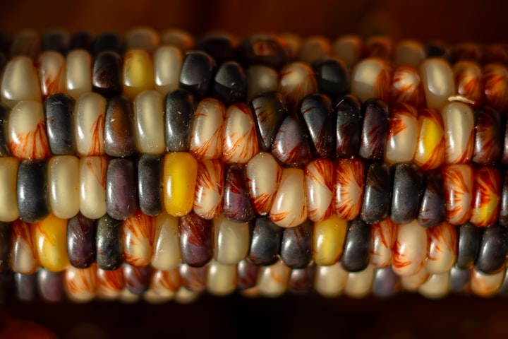 Maize of Color