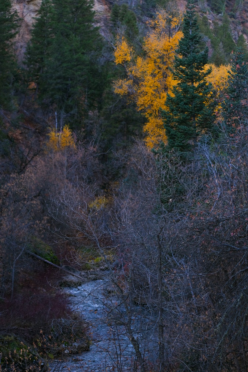 a stream running through a forest filled with trees