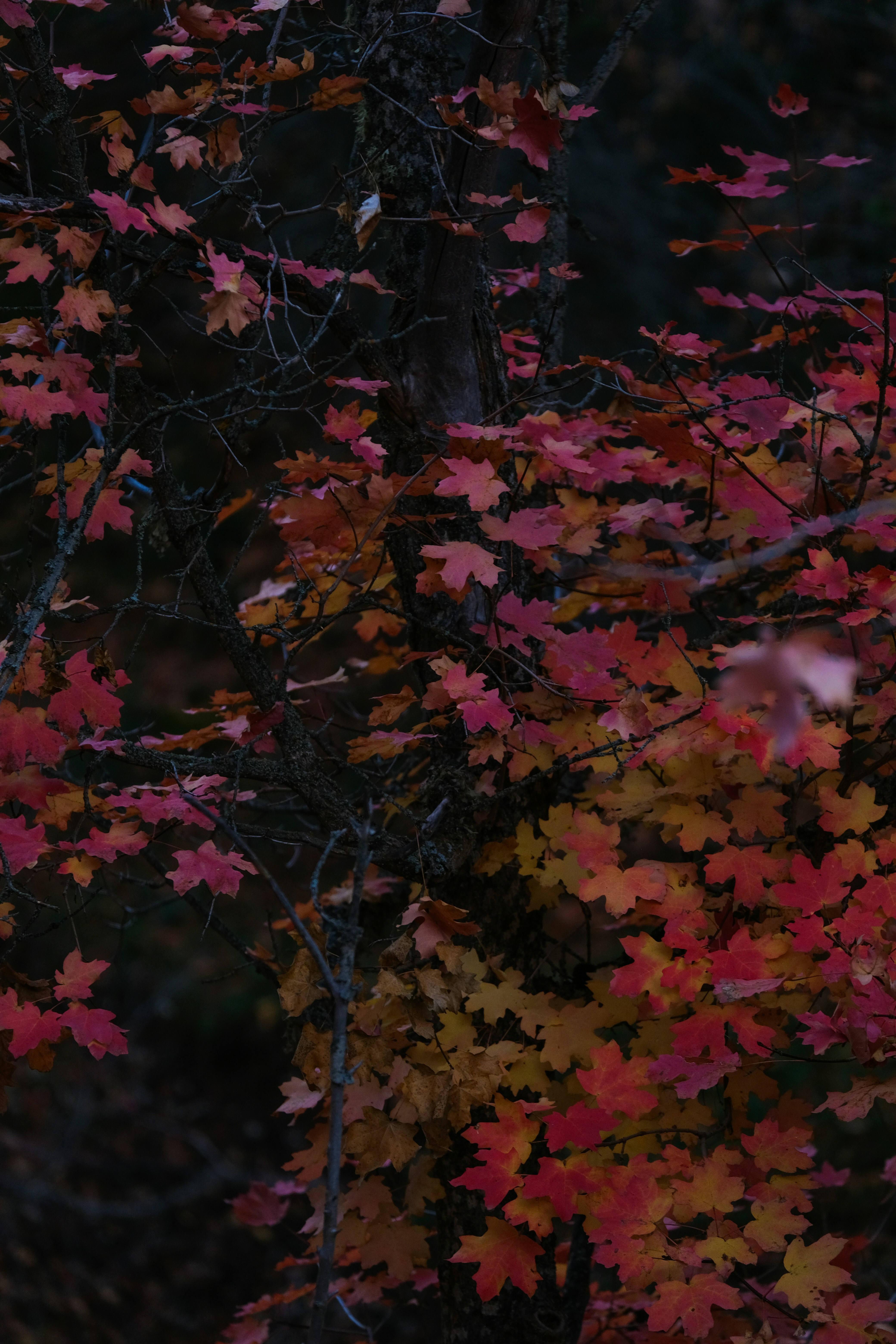 Photo by cestmoisheedy