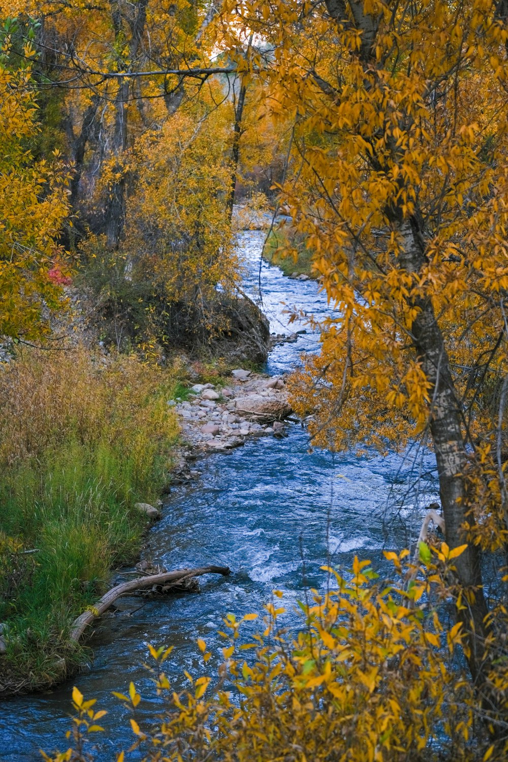 a river running through a lush green forest