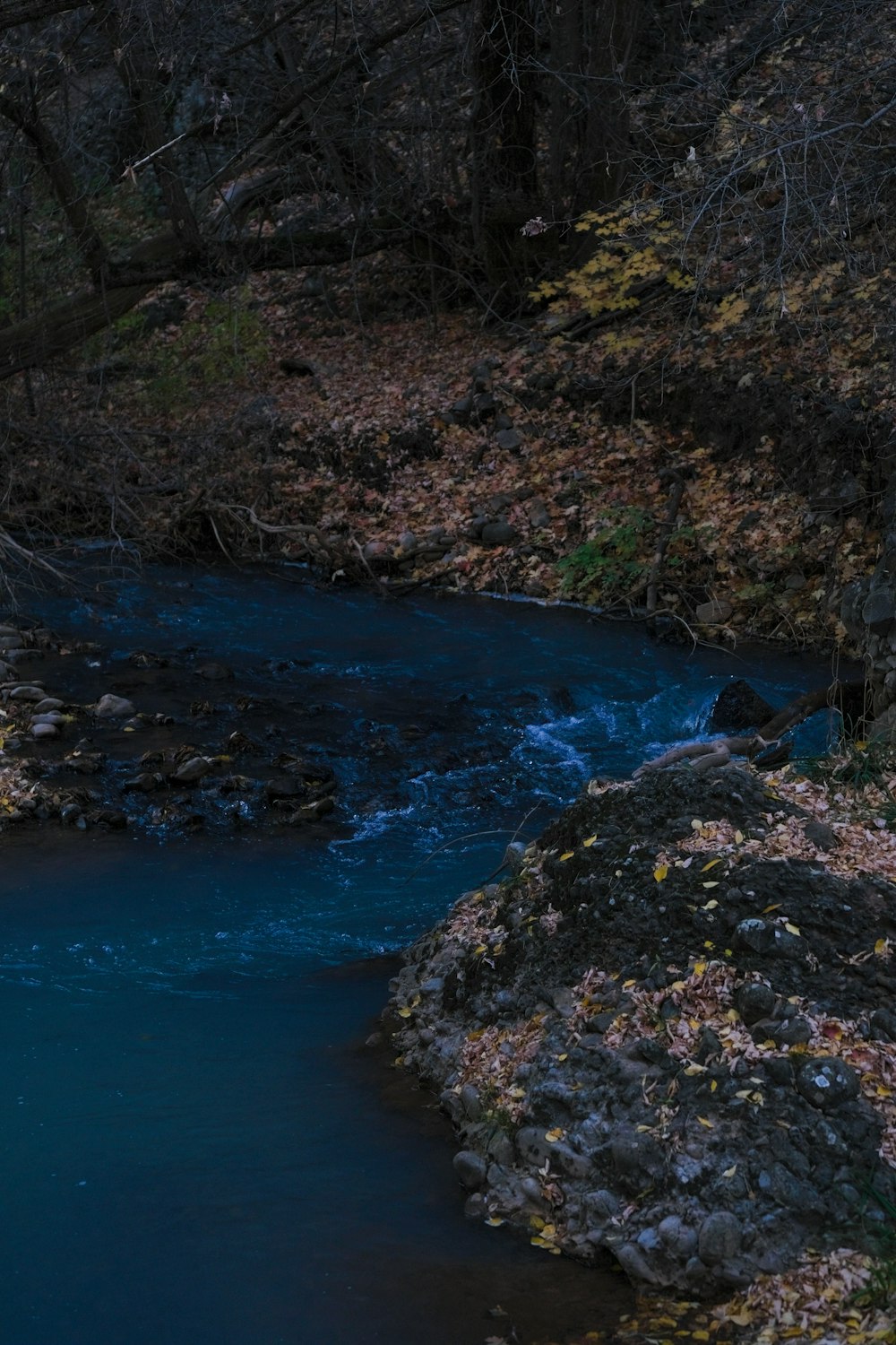 a stream running through a forest filled with leaves