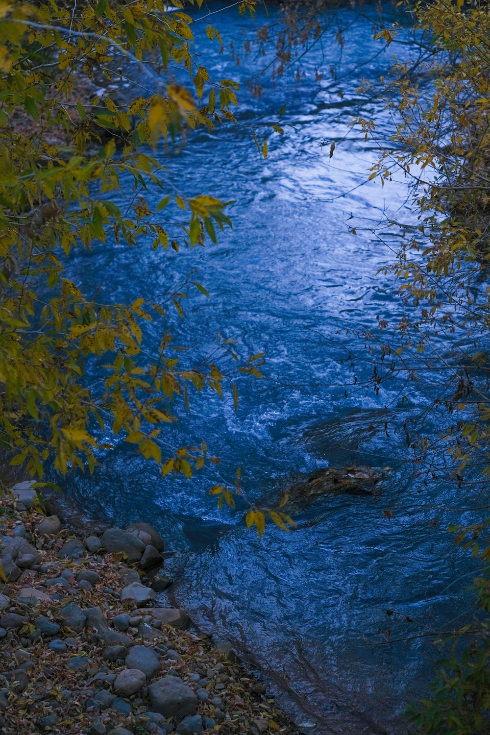 a body of water surrounded by trees and rocks