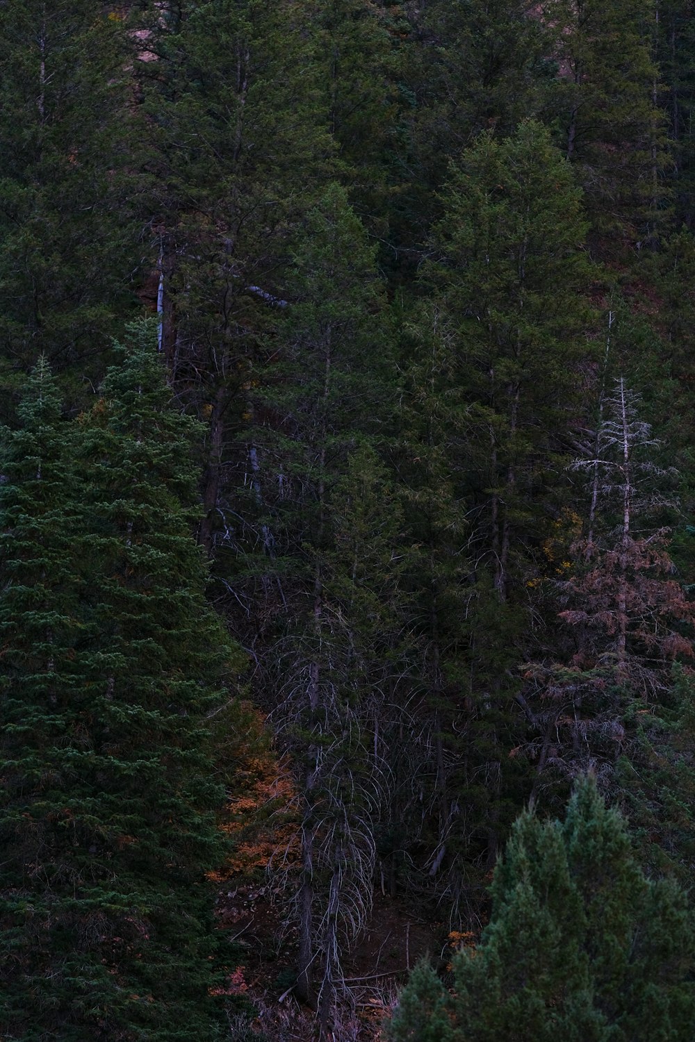 a forest filled with lots of tall green trees