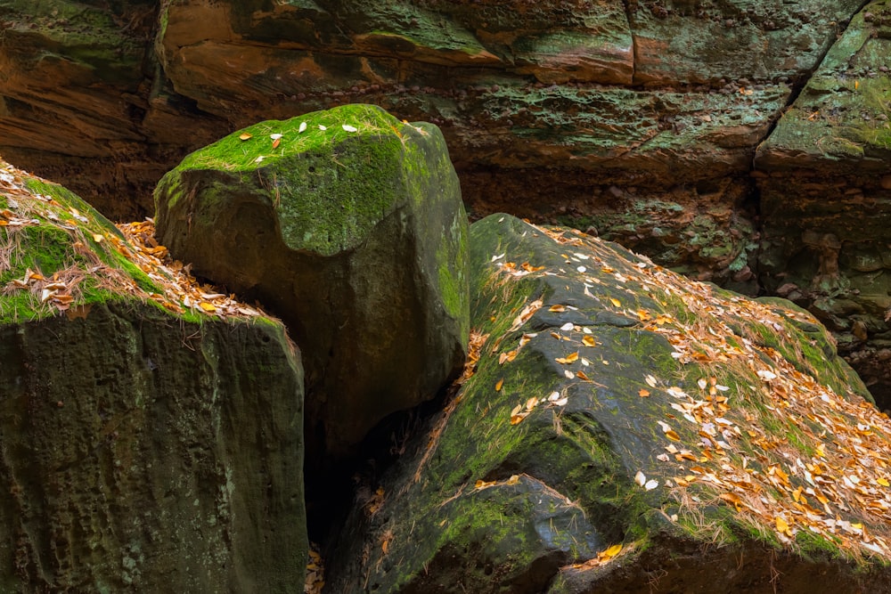 a rock covered in green moss and leaves