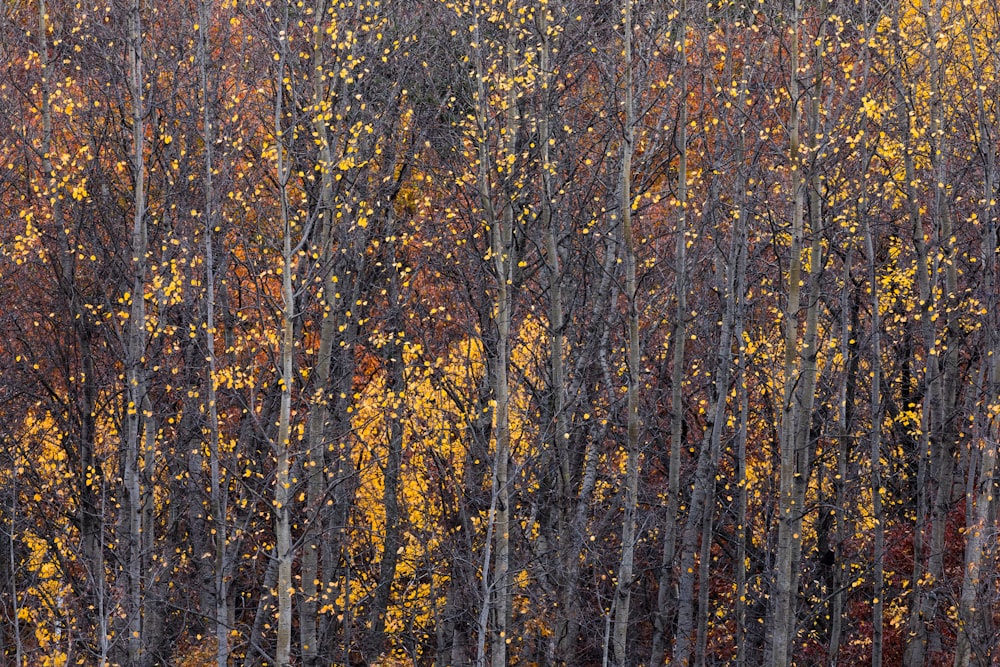 una foresta piena di molti alberi ricoperti di foglie gialle e rosse