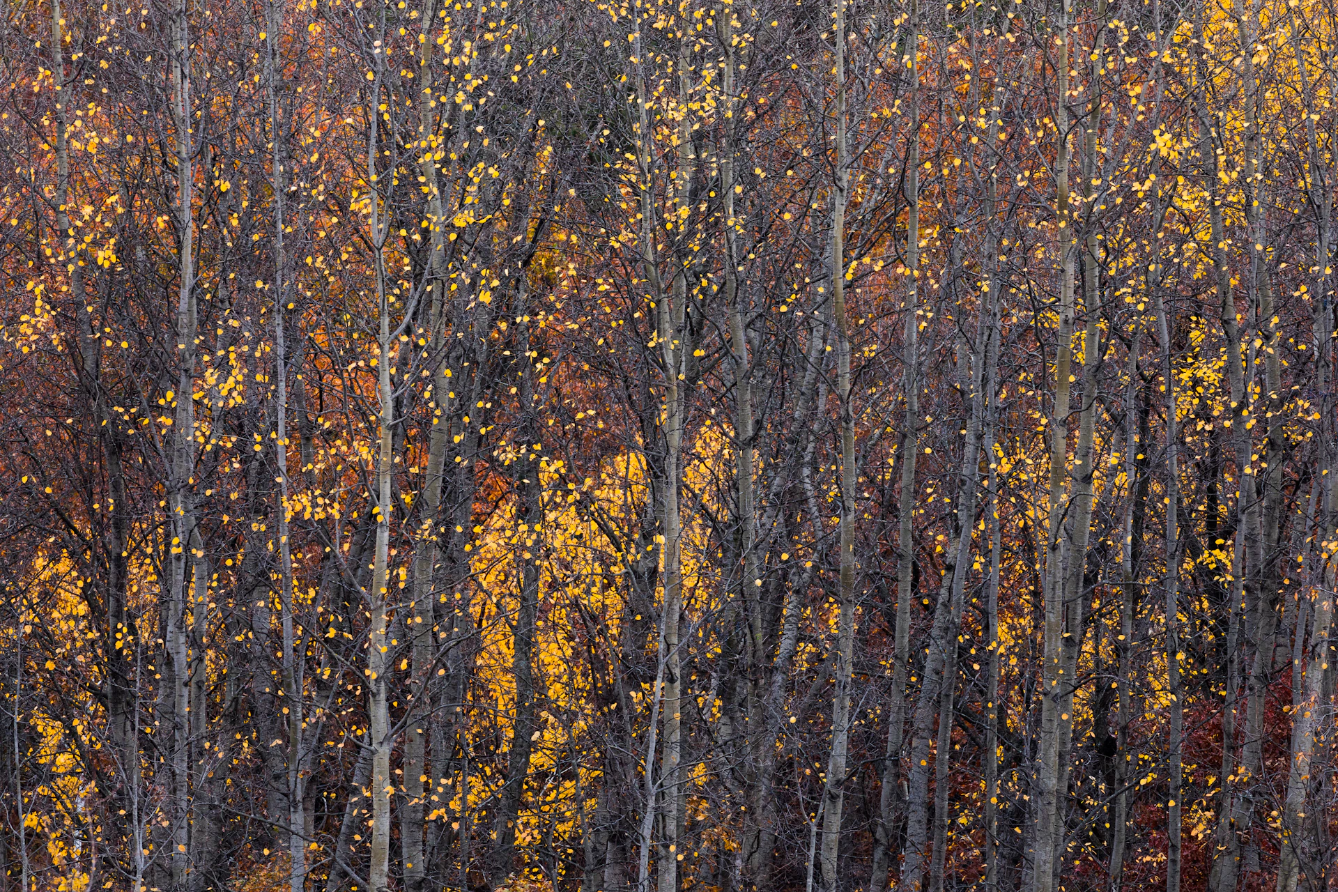 a forest filled with lots of trees covered in yellow and red leaves