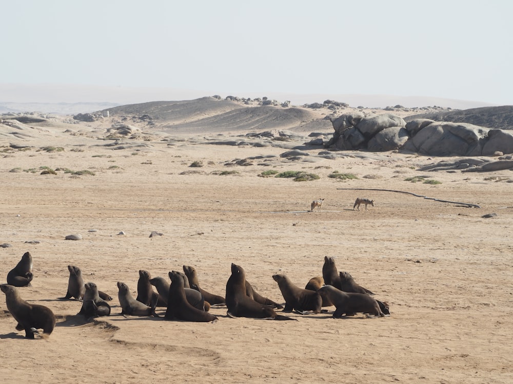 Eine Gruppe von Seelöwen sitzt auf einem Sandstrand