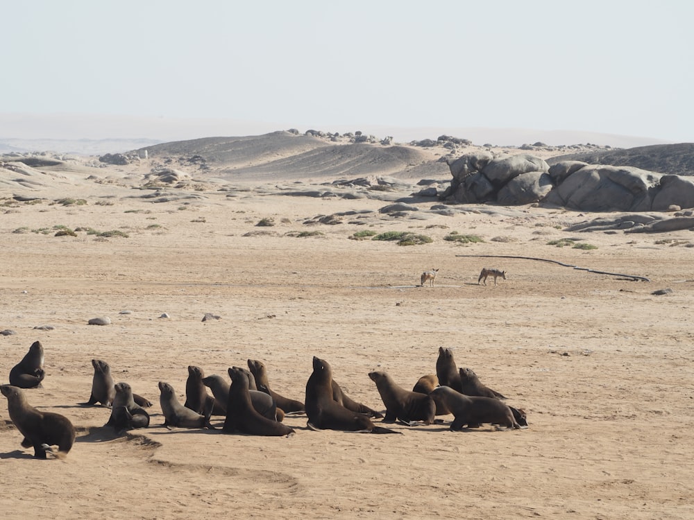 a group of sea lions sitting on top of a sandy beach