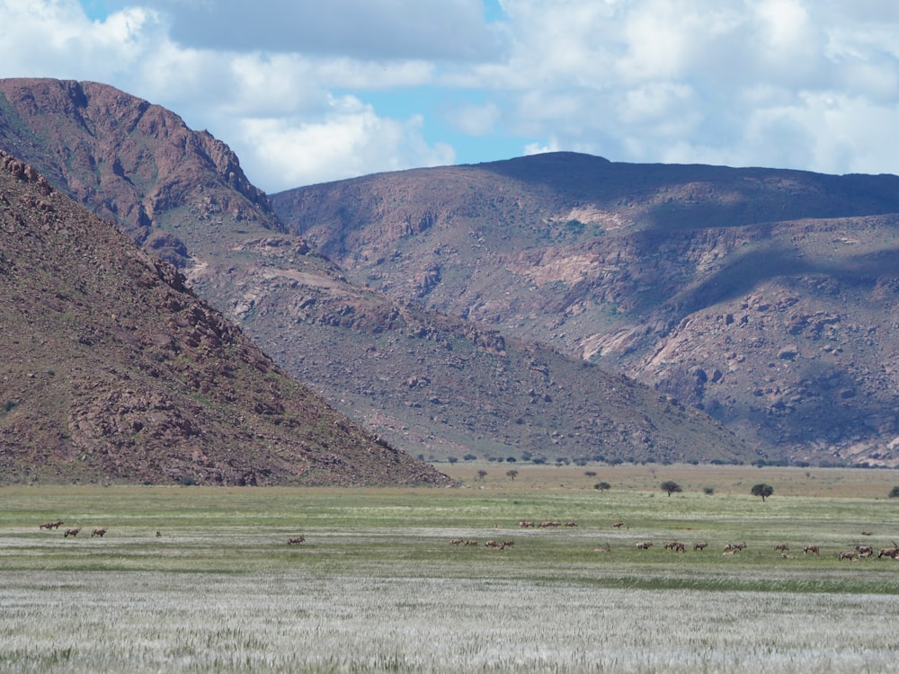 a herd of animals grazing on a lush green field