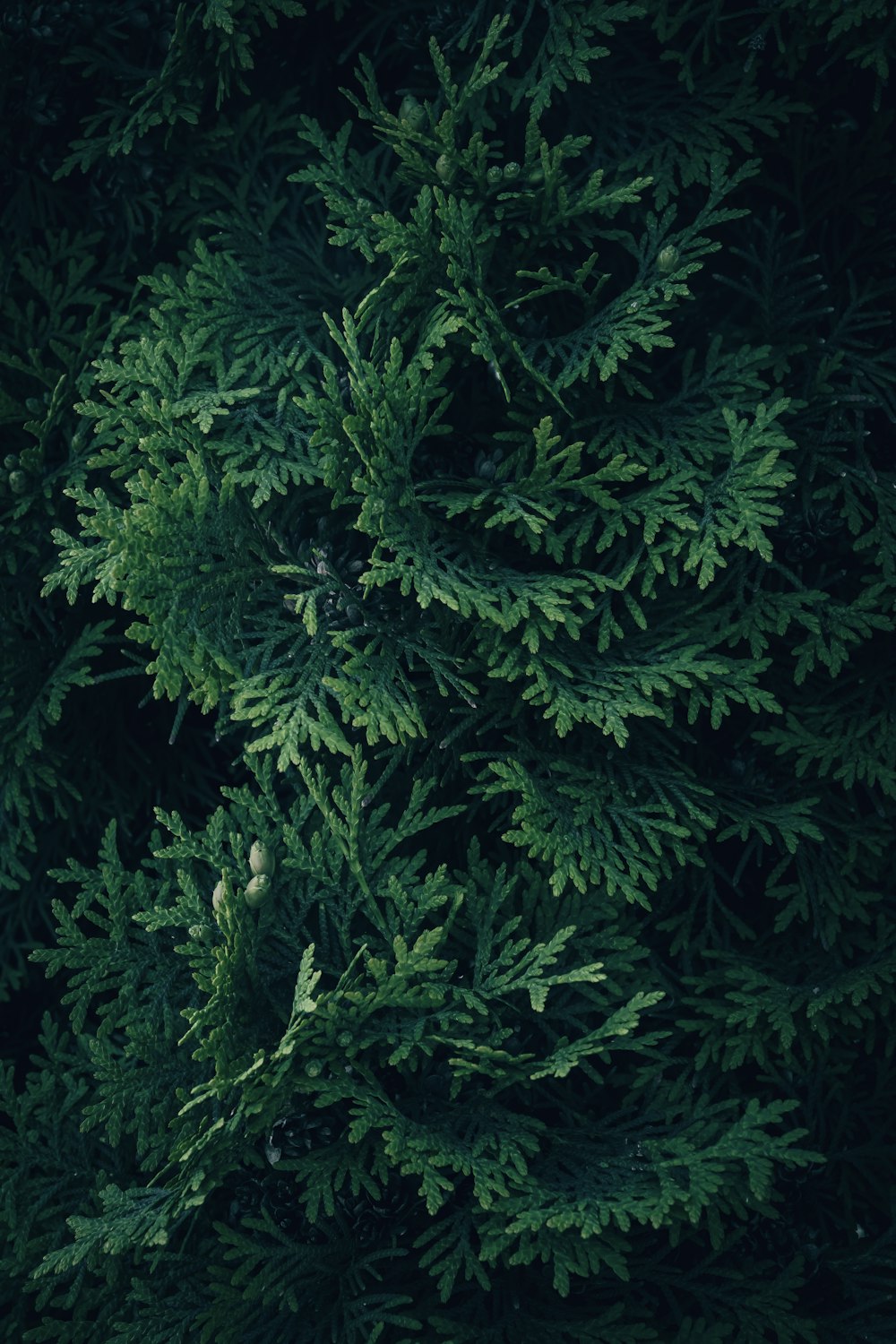 a close up of a tree with lots of green leaves