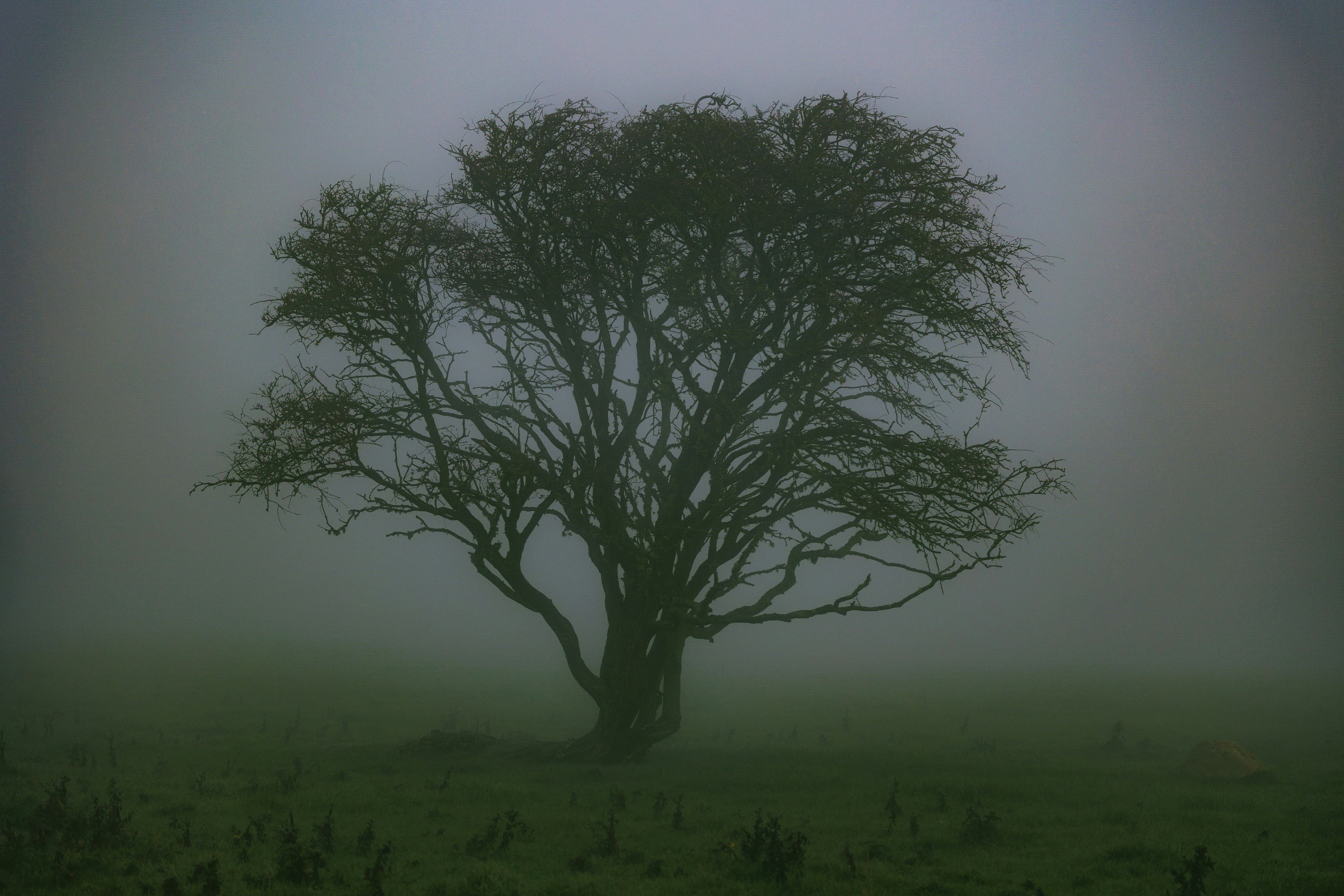 a lone tree in a field on a foggy day