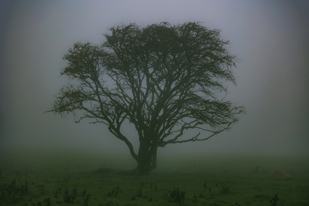 Ein einsamer Baum auf einem Feld an einem nebligen Tag