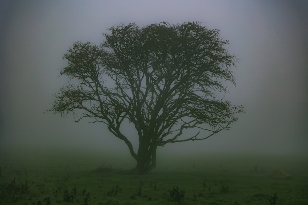 a lone tree in a field on a foggy day