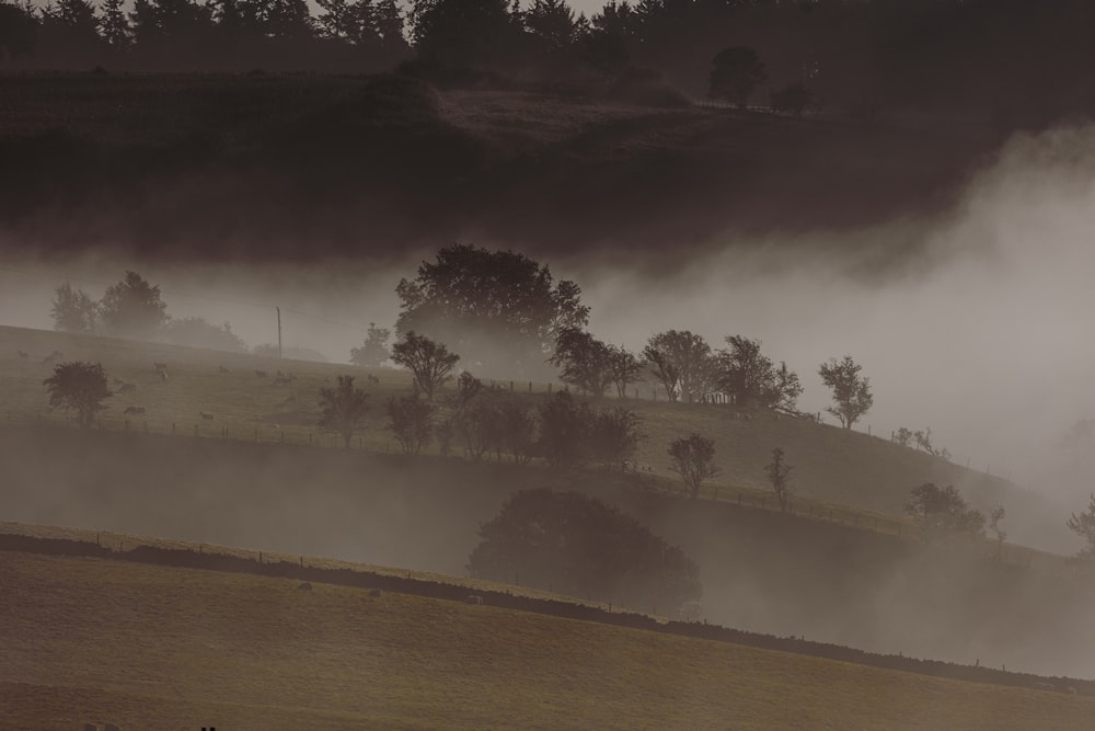 a foggy hillside with trees on a hill