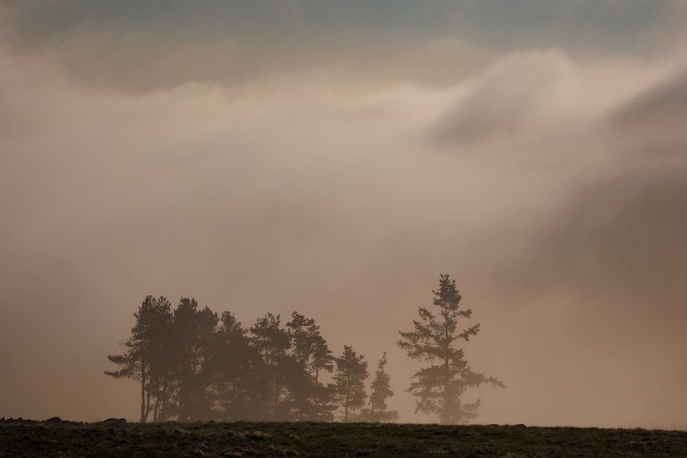 a foggy field with trees in the distance