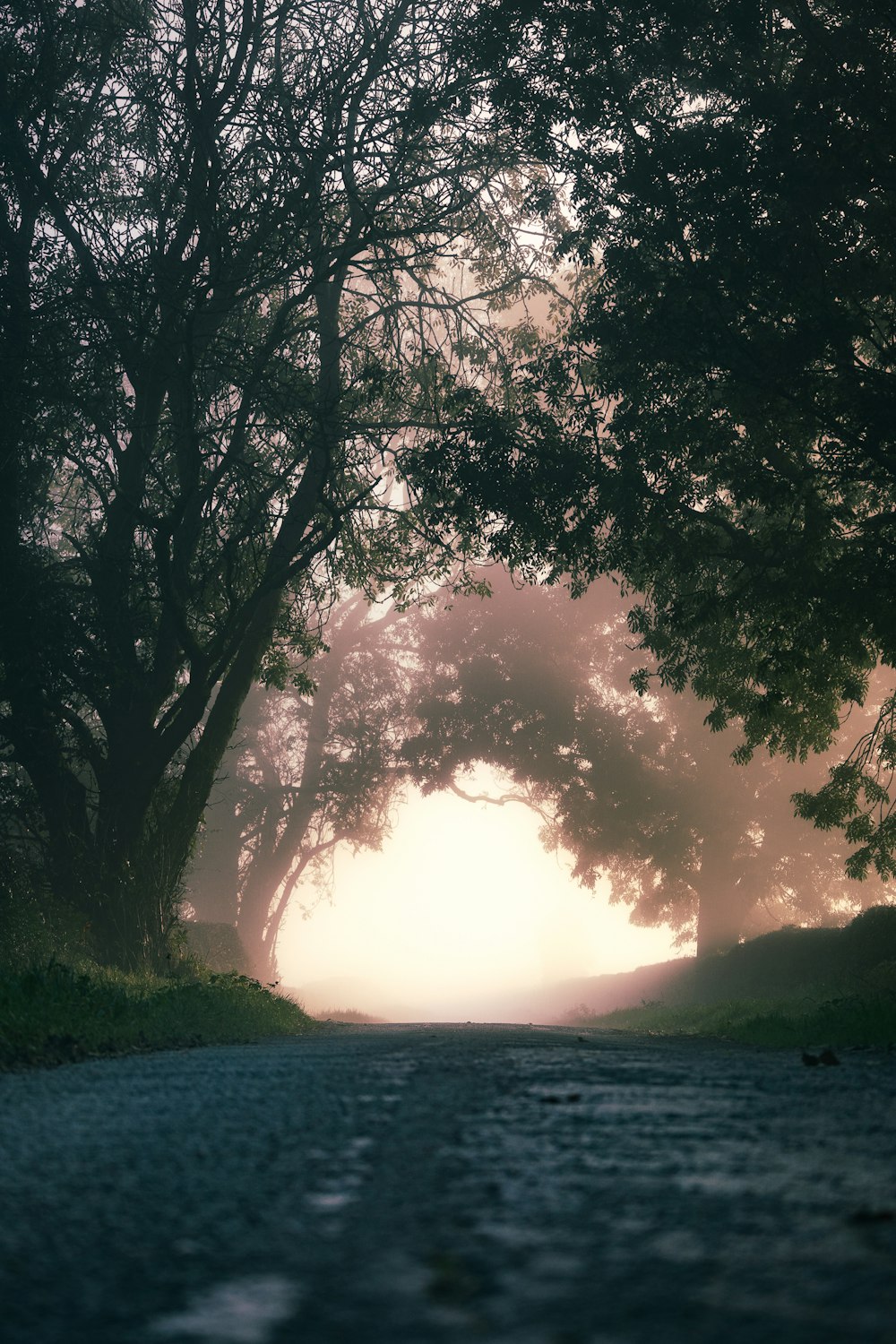 a road with trees on both sides of it