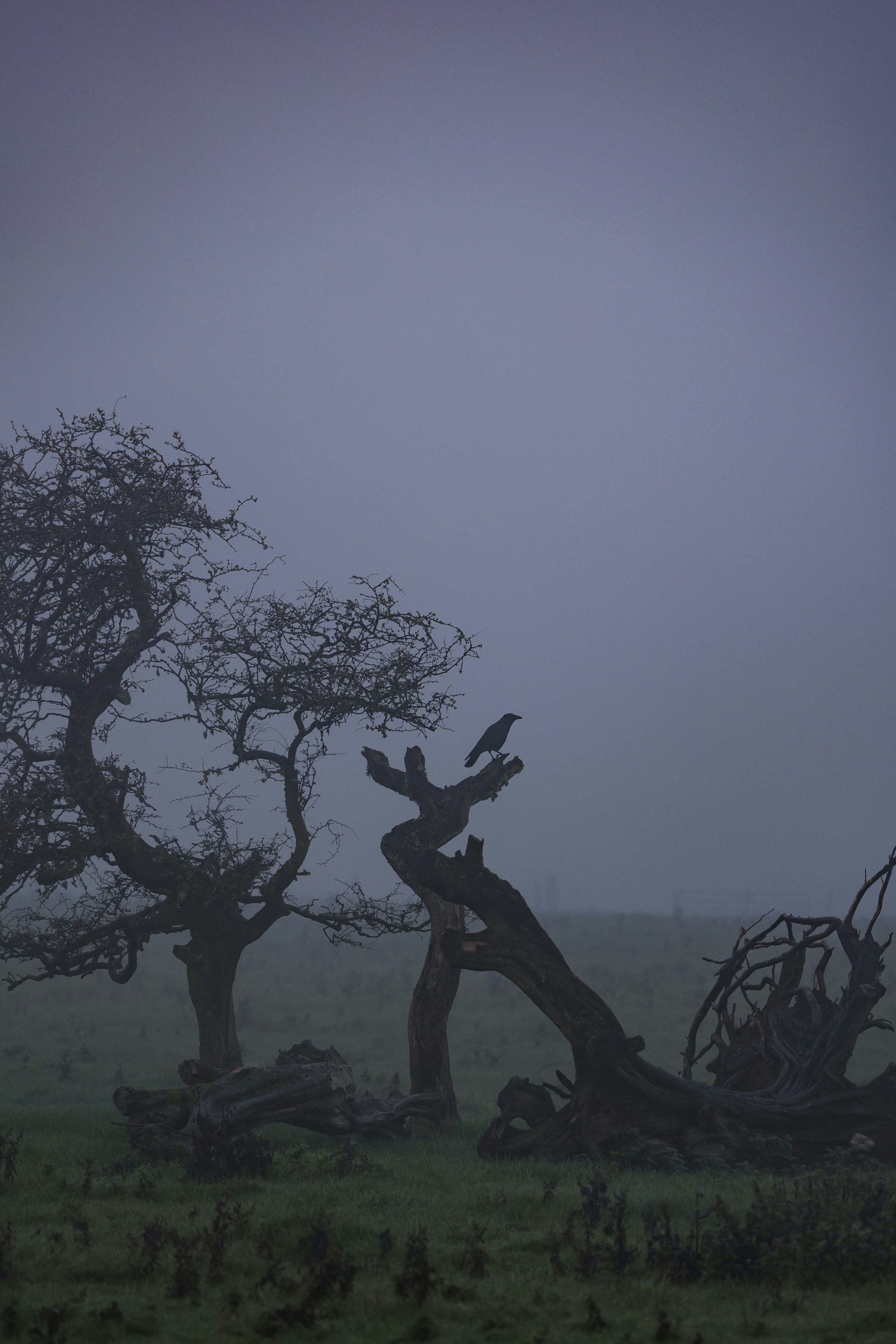 a lone bird sitting on a tree branch in a foggy field