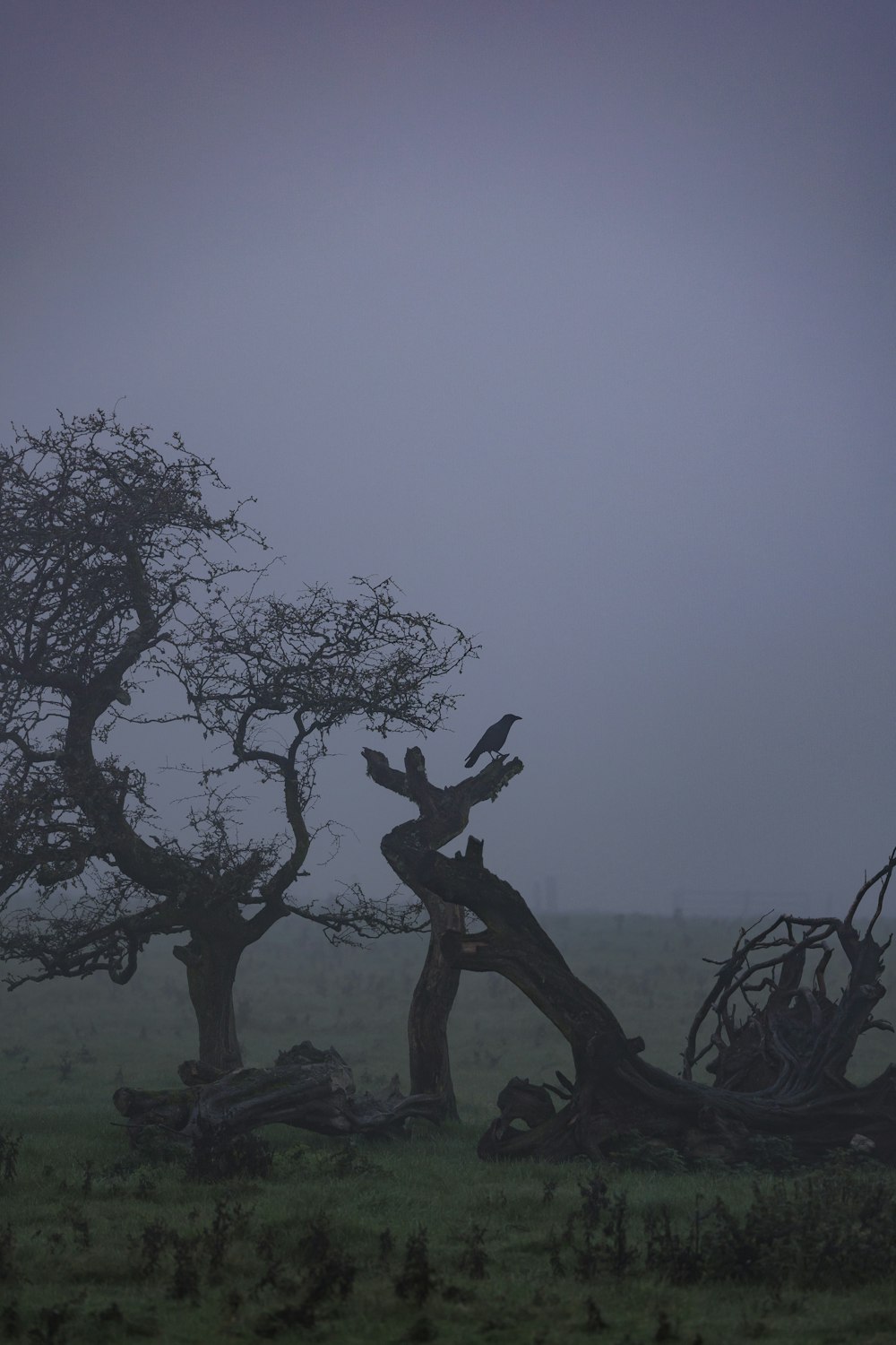 a lone bird sitting on a tree branch in a foggy field