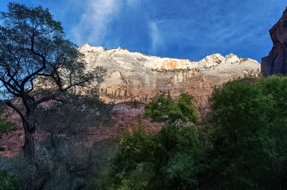 a view of a mountain with a tree in the foreground