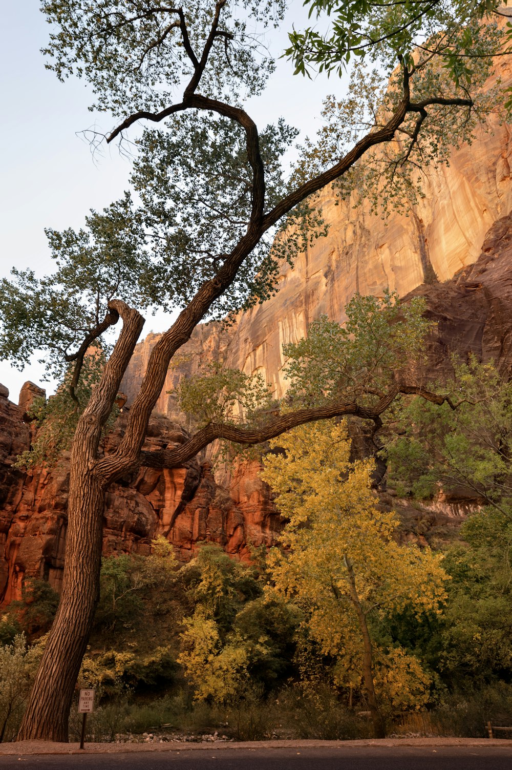 a large tree in the middle of a forest