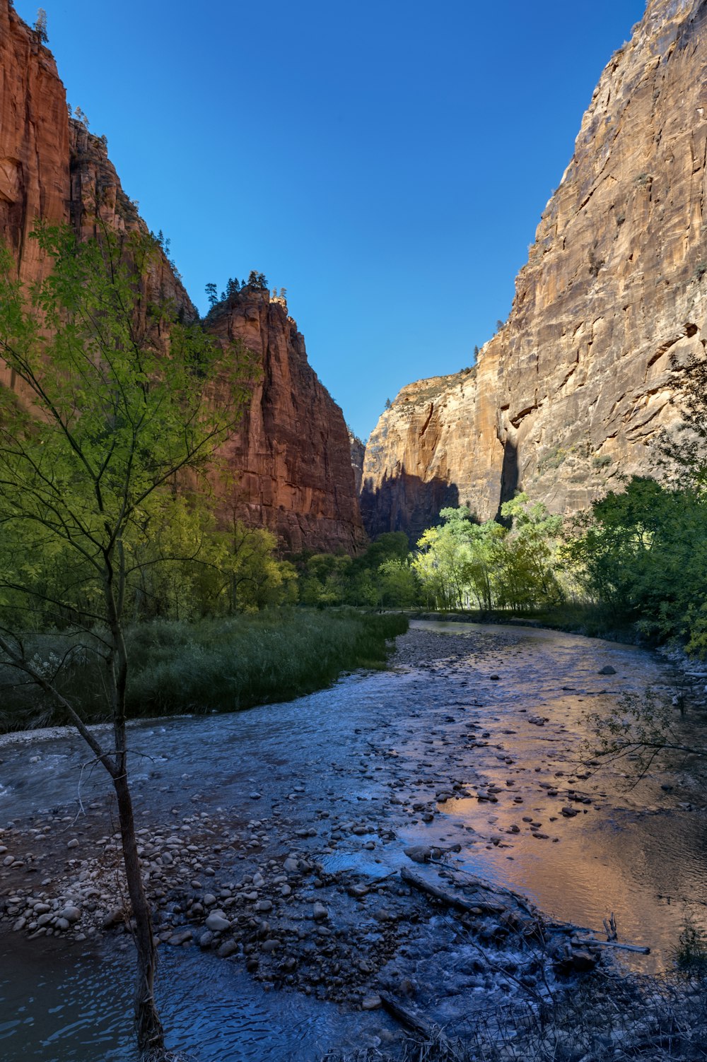 a river running through a lush green forest