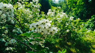 A lush garden corner with blooming crystal flowers sparkling in the morning dew.