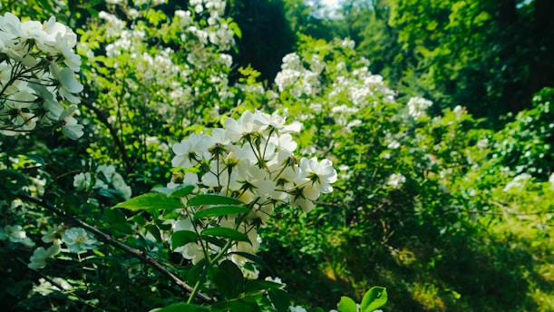 A lush green garden bathed in morning sunlight with vibrant blooming flowers and dew-kissed leaves.
