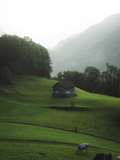 A serene rural landscape in upstate South Carolina with rolling hills and a rustic estate home nestled among tall pines.