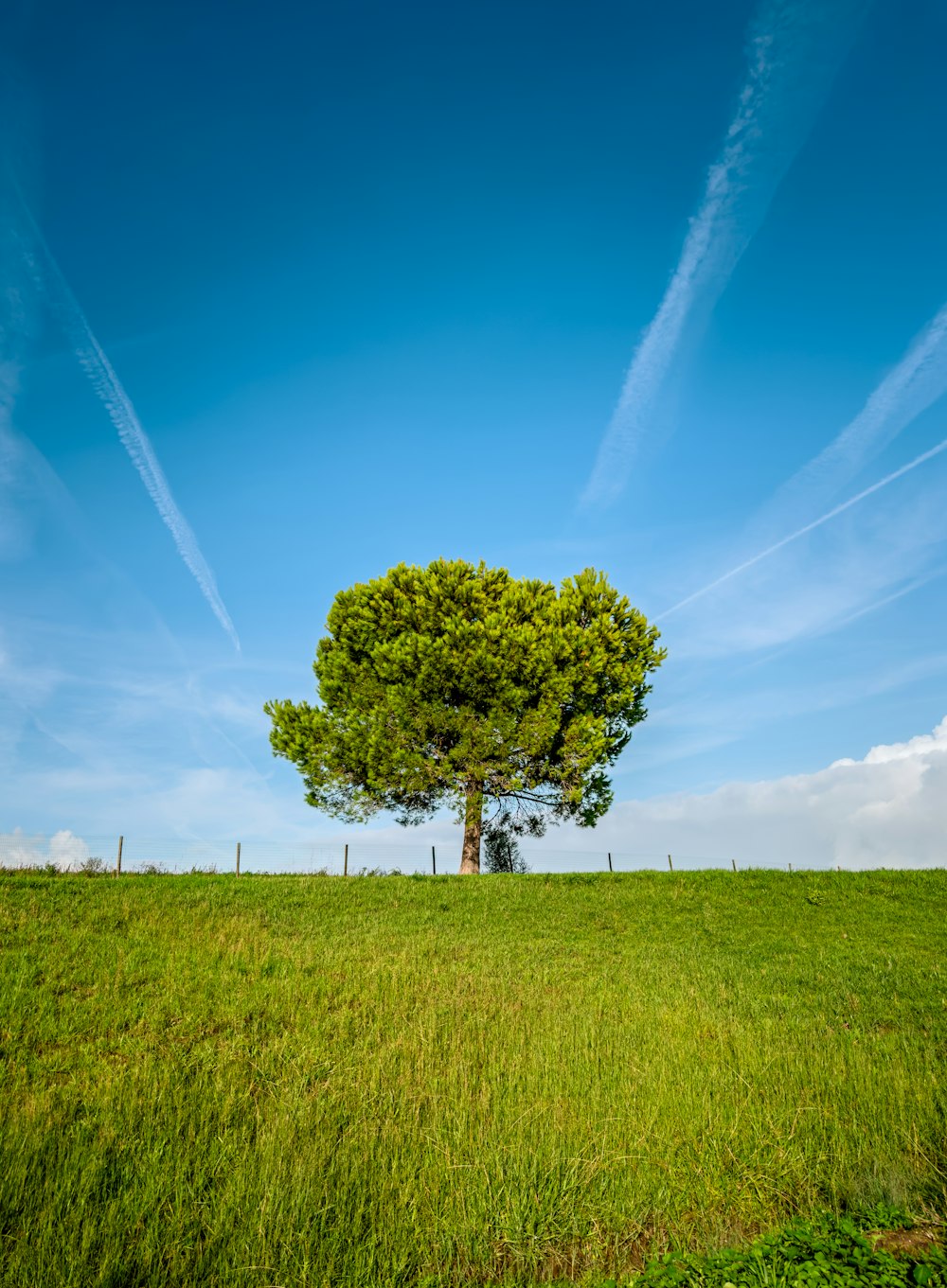 a lone tree in a grassy field under a blue sky