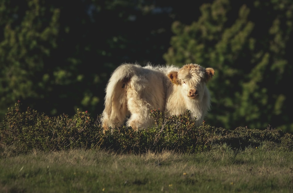 a shaggy haired cow standing in a field