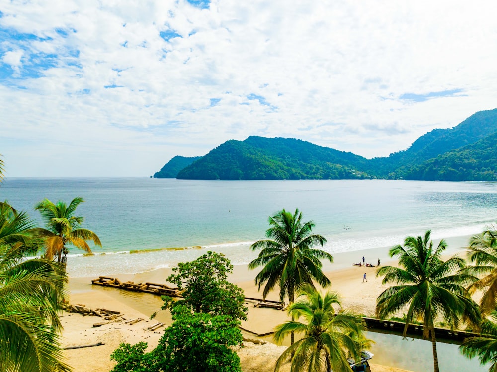 a beach with palm trees and a mountain in the background