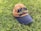 A baseball cap with the words 'Abu Dhabi' and 'United Arab Emirates' embroidered on it rests on a patch of lush green grass. The cap is two-toned, with a tan crown and a navy blue brim.
