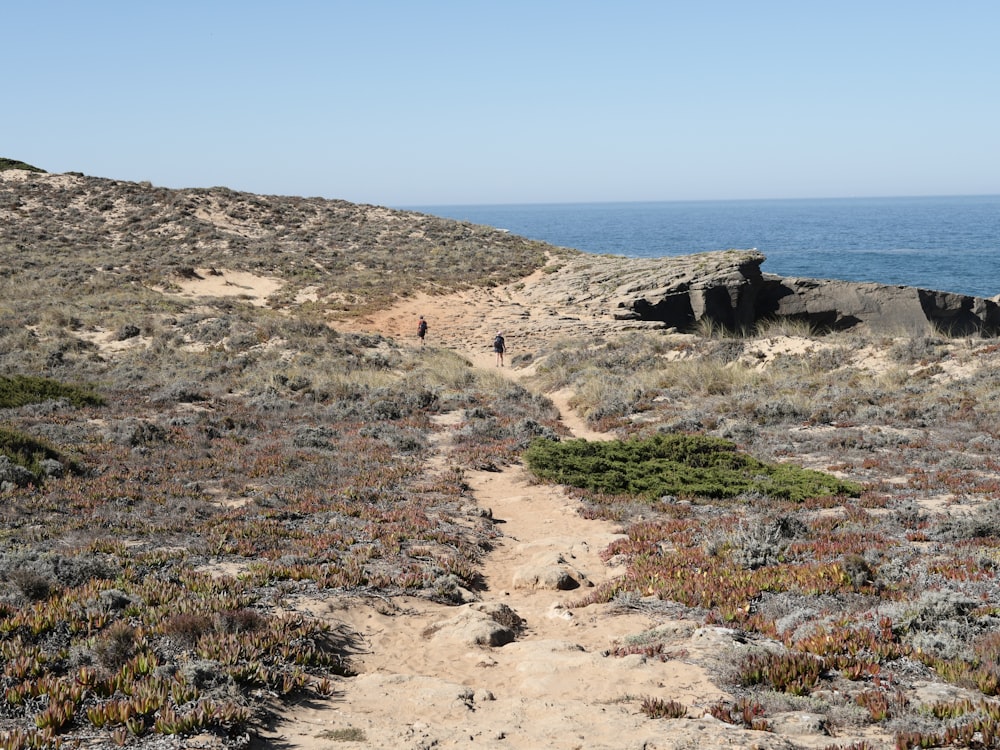 a dirt path leading to the ocean on a sunny day