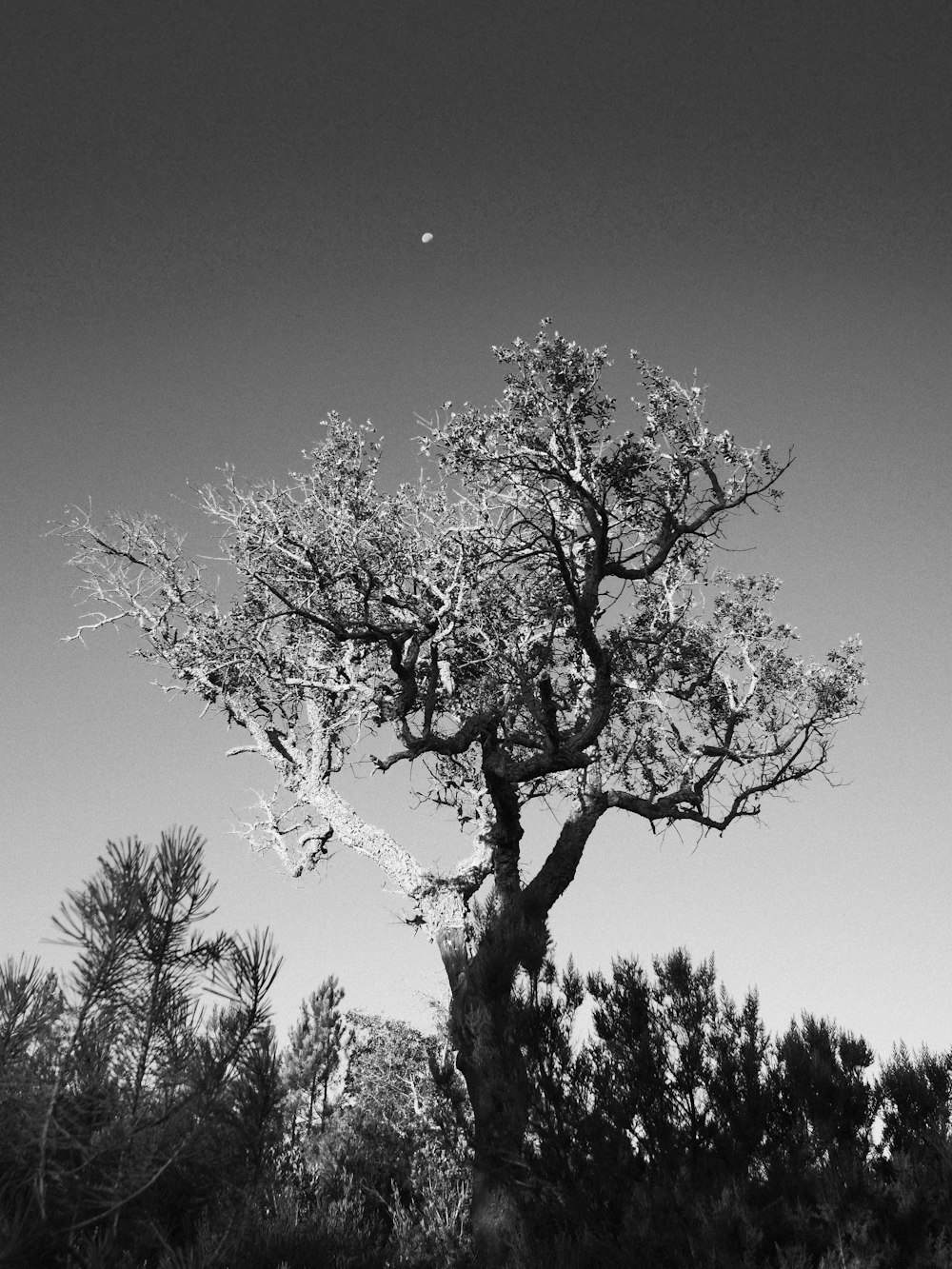 a black and white photo of a tree in a field