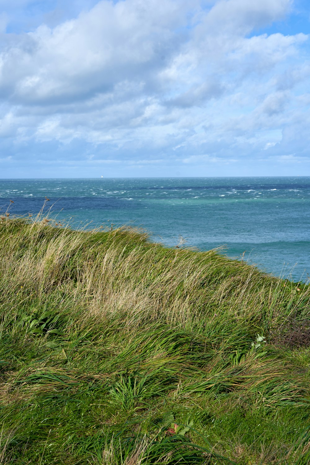 a cow standing on top of a grass covered hillside