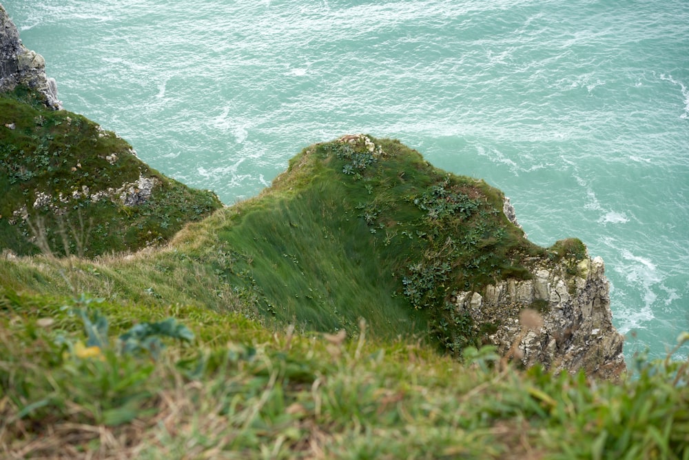 a bird sitting on top of a cliff next to the ocean