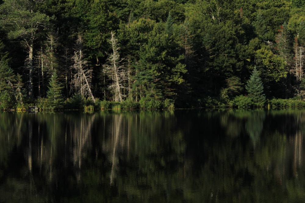 a body of water surrounded by trees and a forest