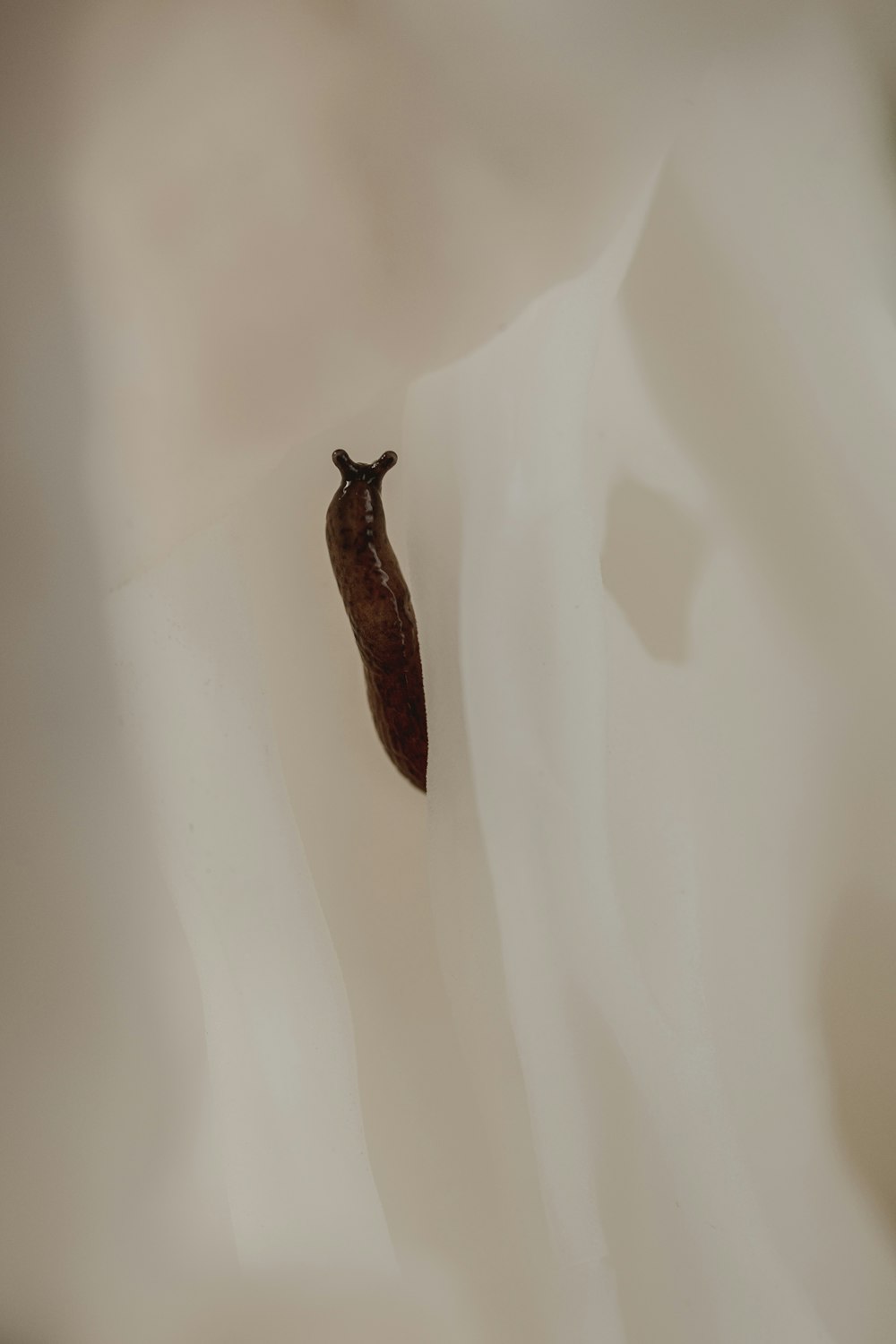 a slug crawling on the side of a white wall