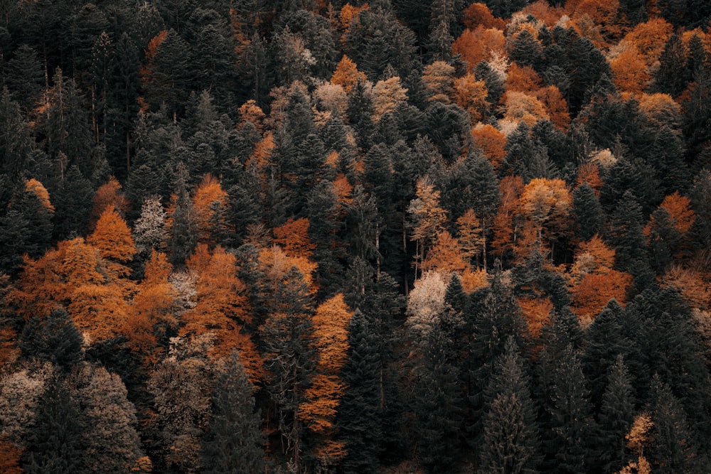 an aerial view of a forest with lots of trees