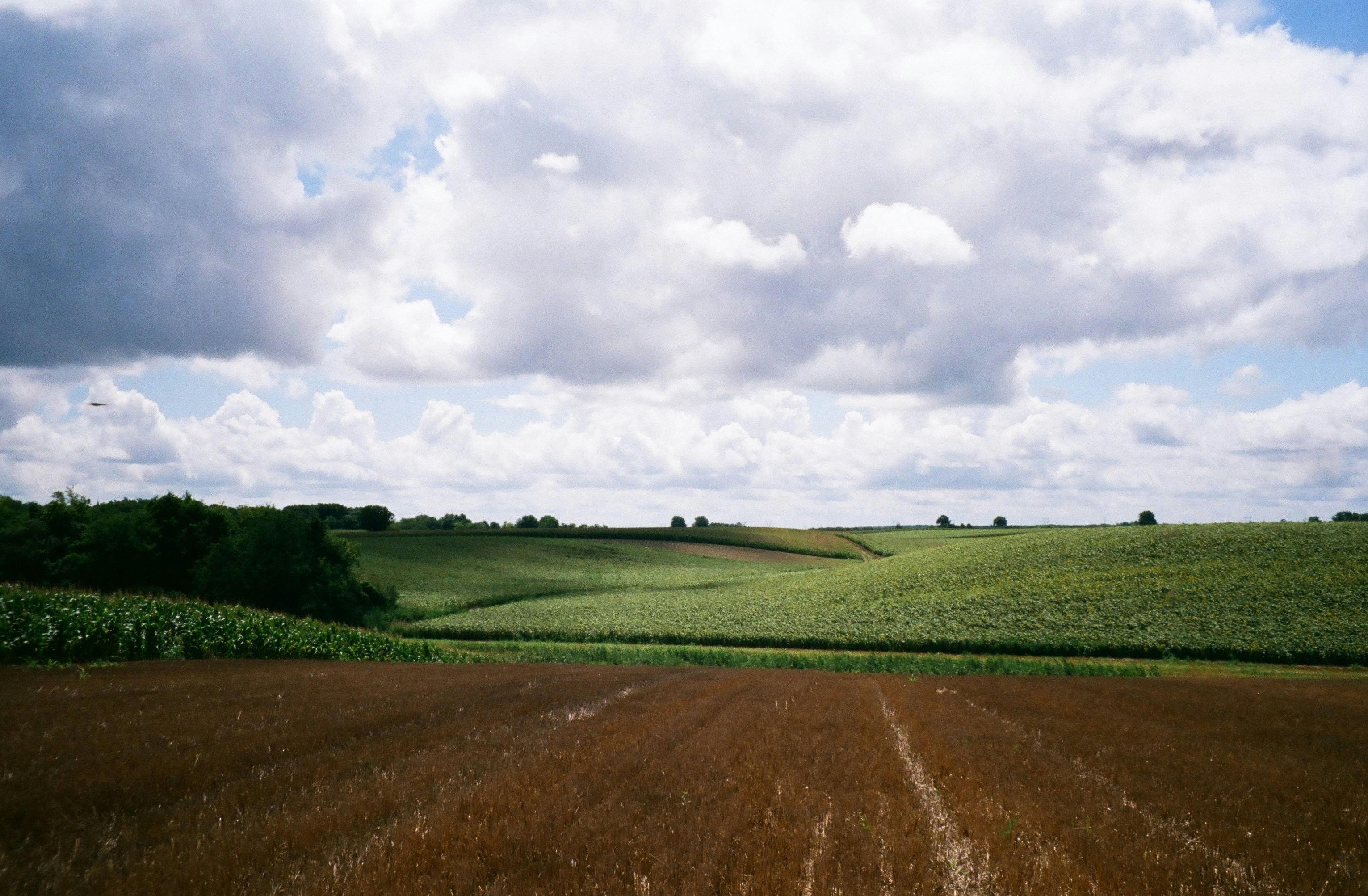 a field with a dirt road in the middle of it