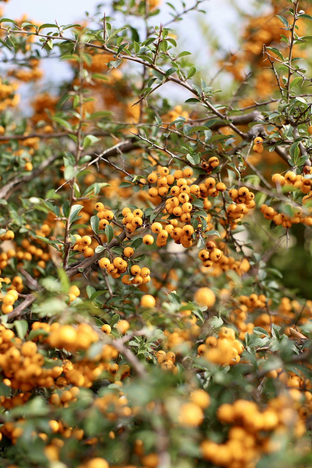 a tree filled with lots of yellow berries