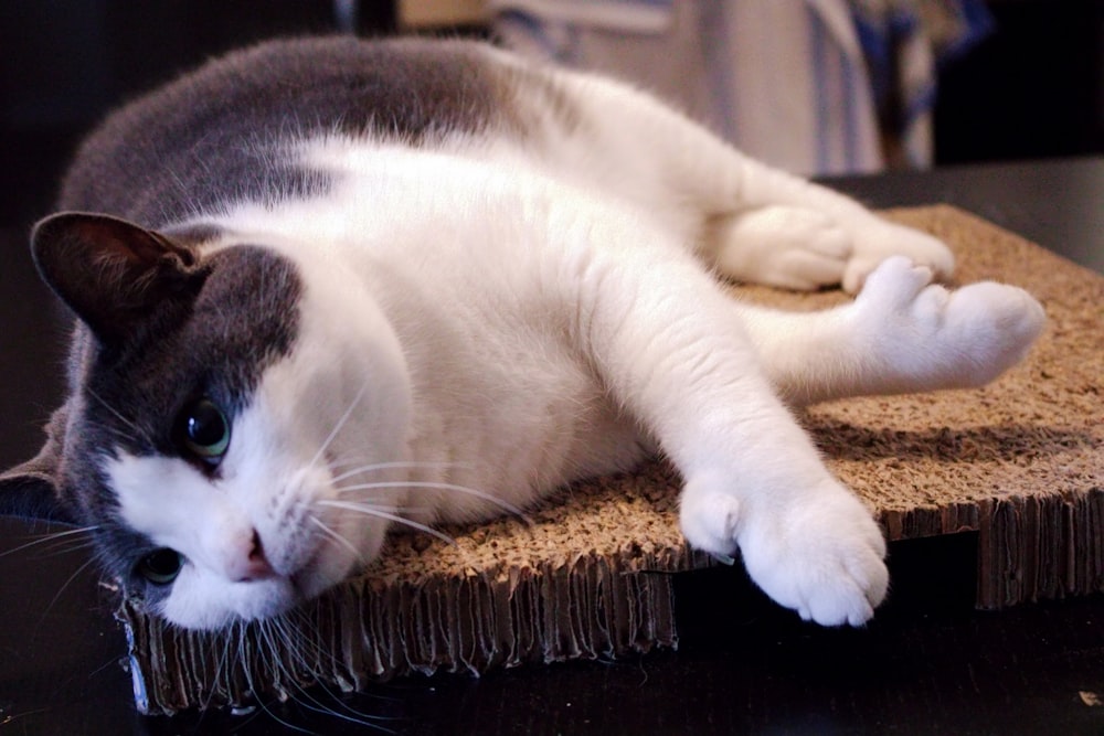 un gato acostado encima de una alfombra sobre una mesa