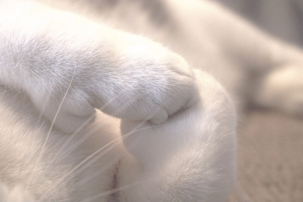 a close up of a white cat's paw