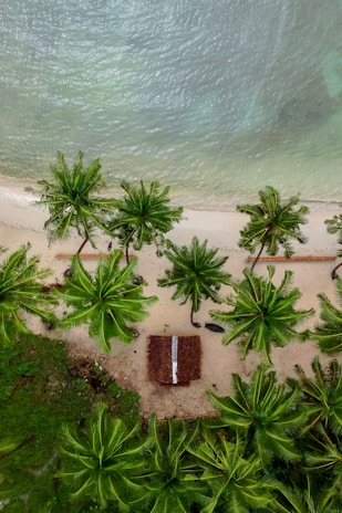 an aerial view of a beach with palm trees