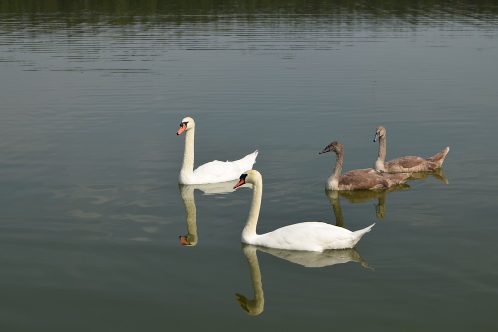 three swans are swimming in the water together