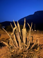 A large agave plant with long, spiky leaves sits in the foreground against a backdrop of rugged mountains. The scene is set under a clear evening sky with deep blue hues, creating a contrast with the earthy tones of the plant and surrounding dry grass.