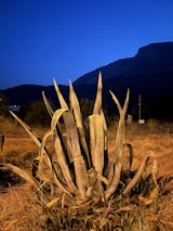 Sunset over sprawling agave fields with mountains in the distance, bathed in golden light.