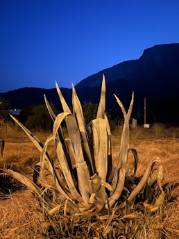 Sunset over sprawling agave fields with mountains in the distance, bathed in golden light.
